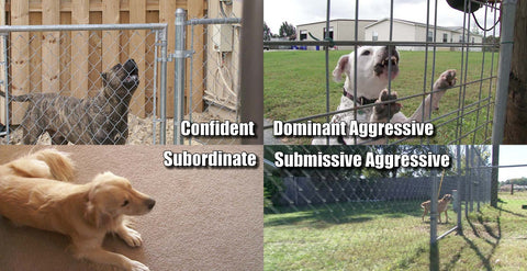 #800 Dog Bite Prevention Online Training Course - 10 Modules