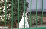 #805 BRAND NEW! Window Sales Consultant Training Course on Dog Bite Prevention